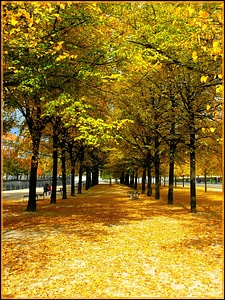 Leaves leaves in the autumn trees photo