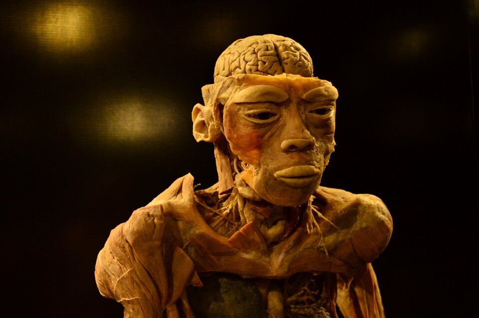 Technopolis anatomy brain