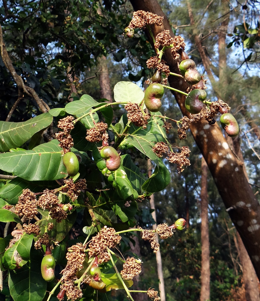 Tree cashew nut india
