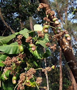 Tree cashew nut india
