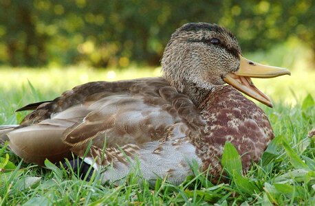 Water bird close up duck on meadow photo