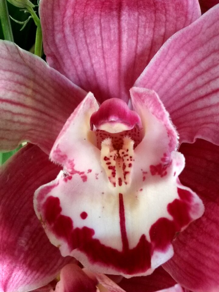 Magenta orchid exotic