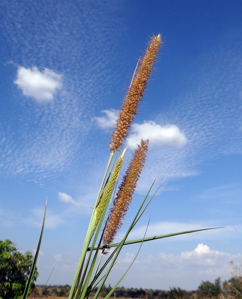 Inflorescence hulikatti india