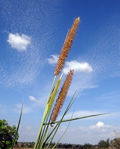 Inflorescence hulikatti india