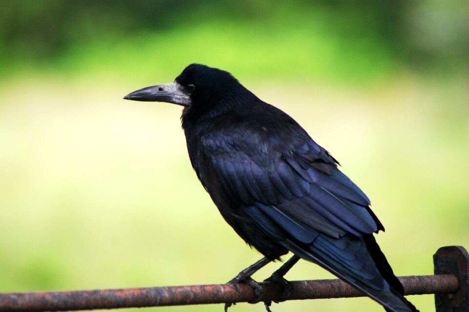 Beak close up raven