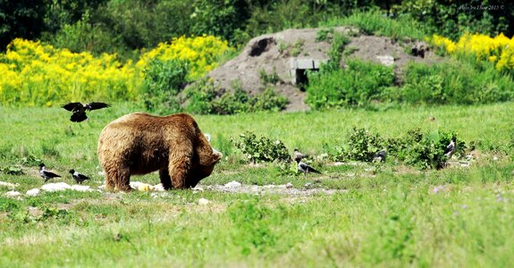 Bear summer bird