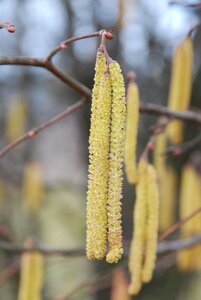 Spring nature garden