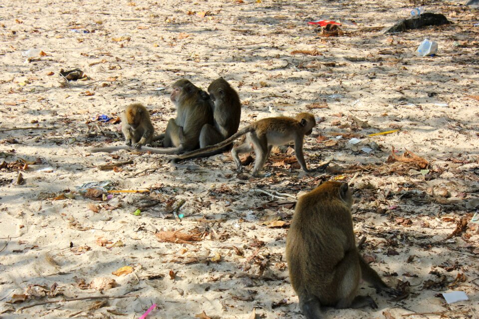 Monkey animals nature