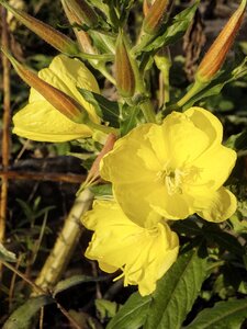 Flowers oenothera biennis lemon photo
