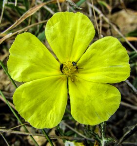 Flower yellow nature
