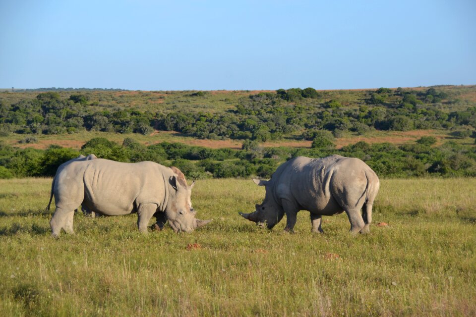 Safari africa animal