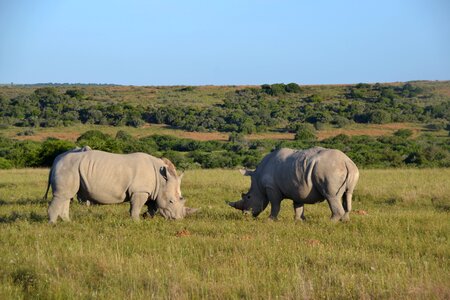 Safari africa animal