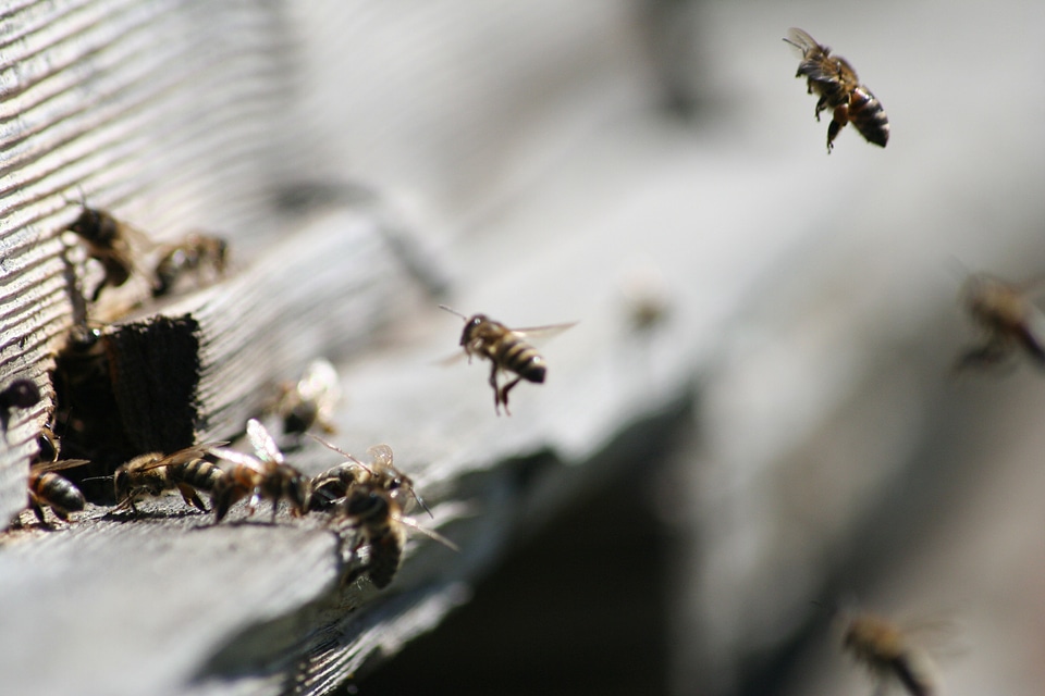 Honeybee brown hive