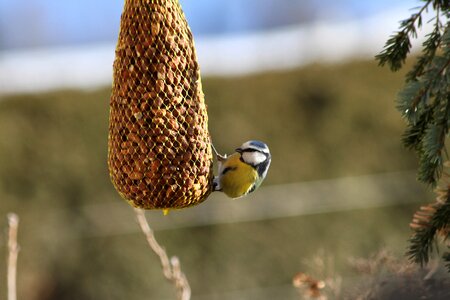 Garden small bird foraging