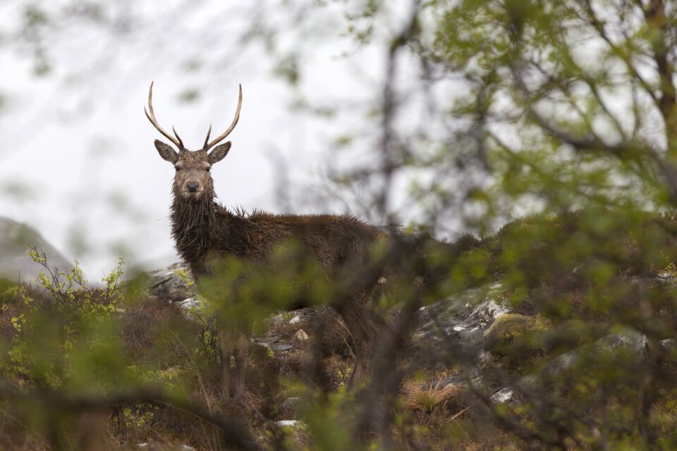 Wildlife deer buck