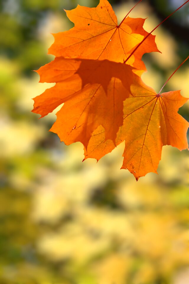 Clipart yellow leaves trees