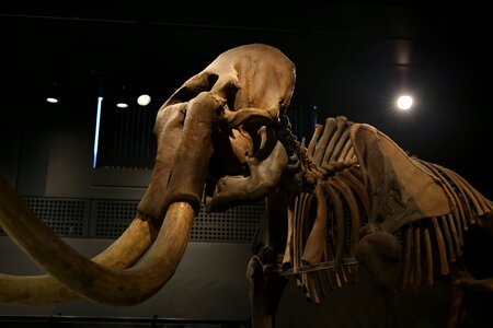 Tusk skeleton ivory
