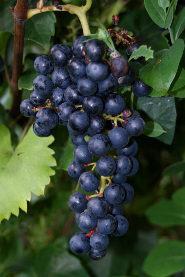 Grape grapes grapevine