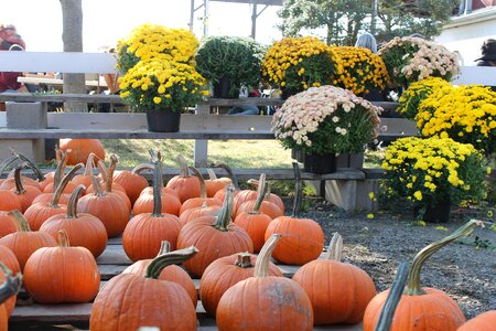 Fall holiday thanksgiving photo