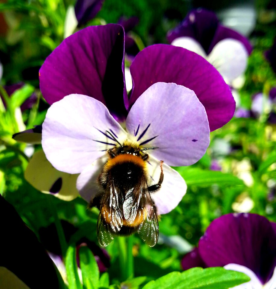 Bumble-bee insect flower