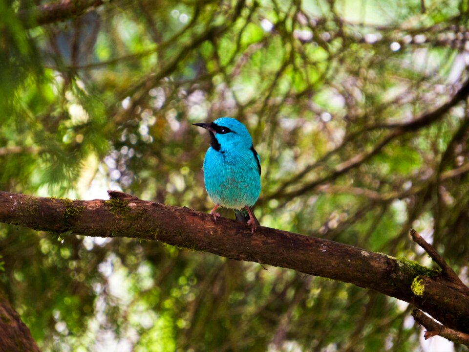 Bird birdie colorful bird