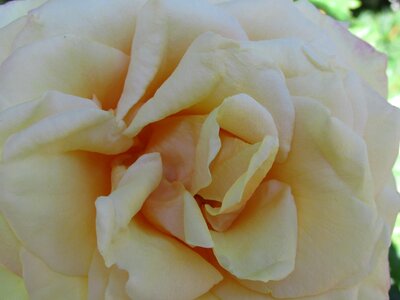 Rose white rose rose white