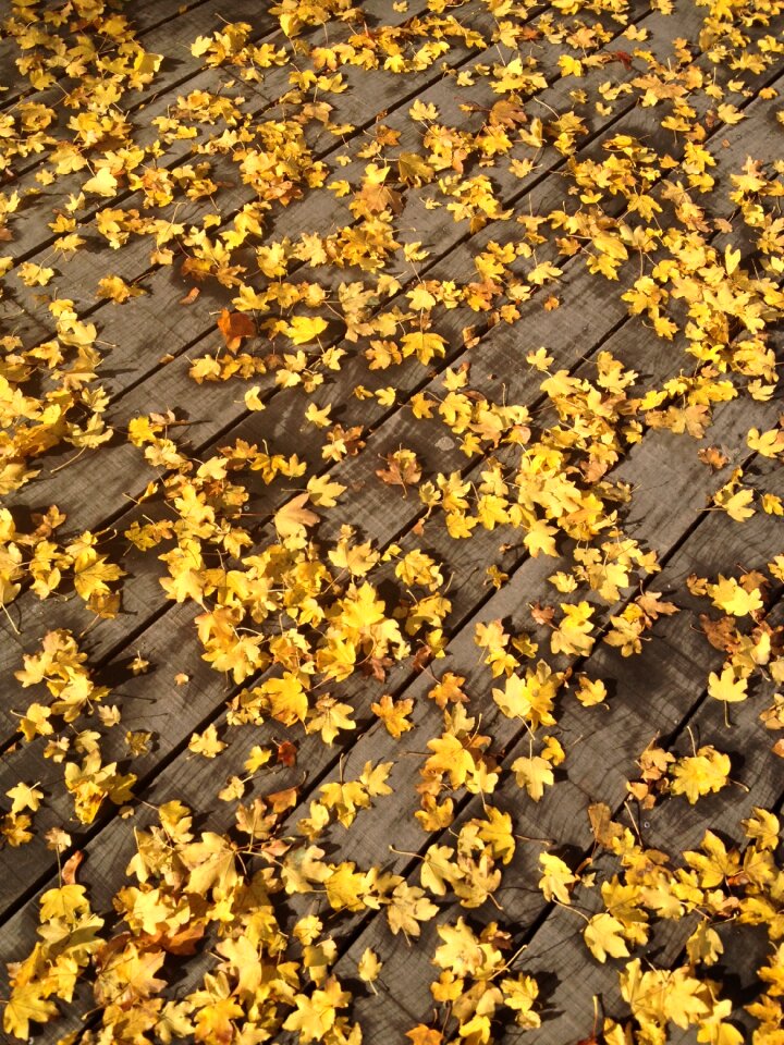 Autumn leaves october yellow