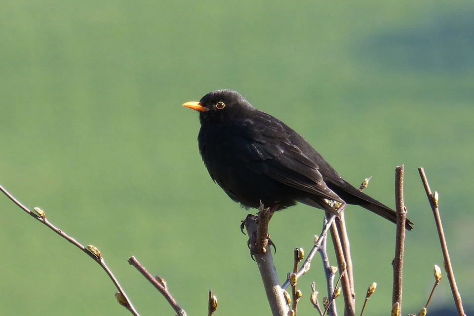 Blackbird bird black photo