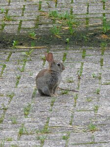 Rodent rodents green