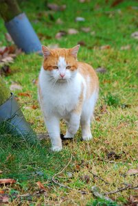 Fur ginger at the court of suspect photo