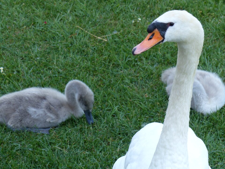 Schwimmvogel white swan cygnet