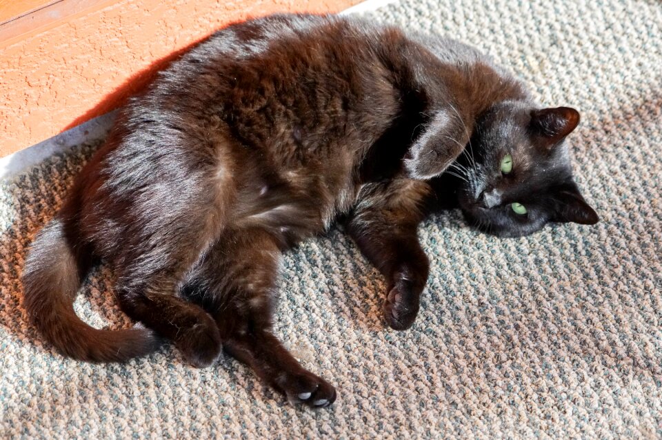 Black cat animal pet