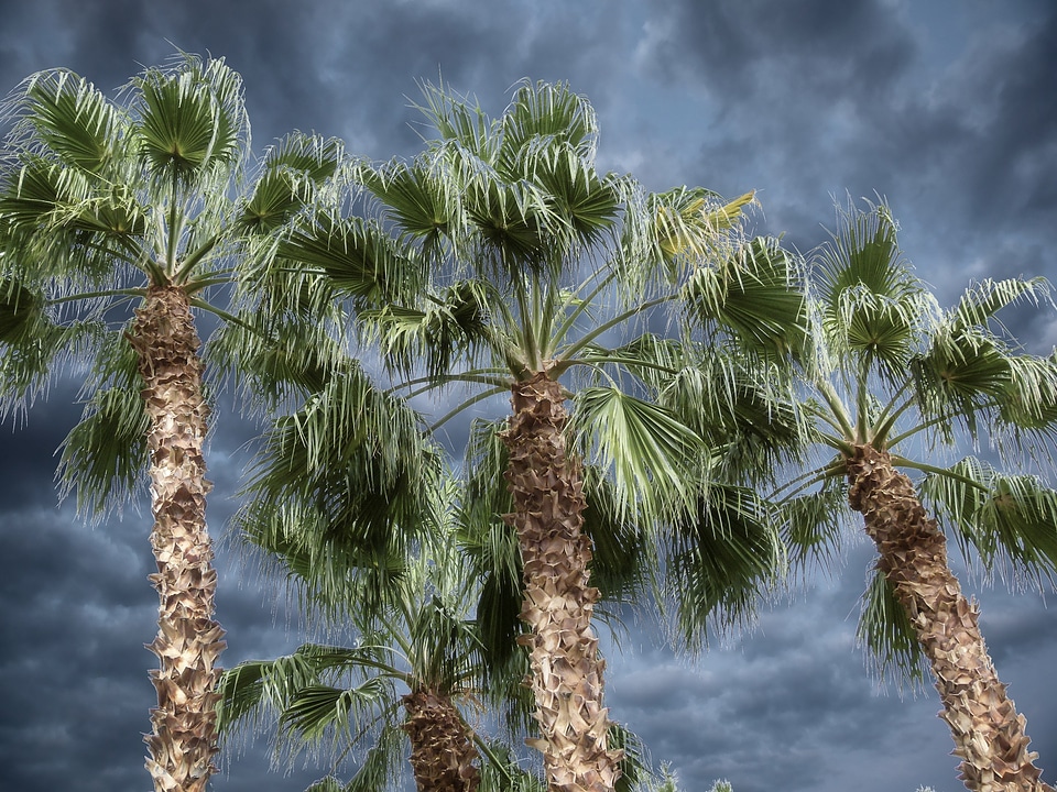 Desert nature leaves