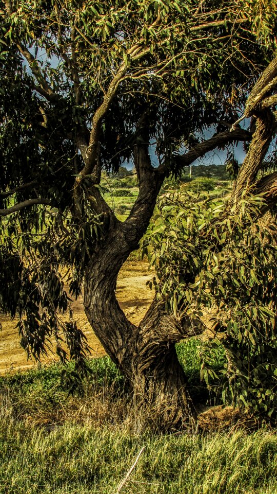 Tree nature