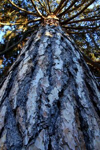 Tree trunk wood nature