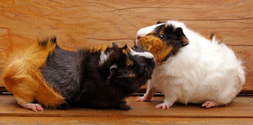 Rodent animal cavia porcellus photo