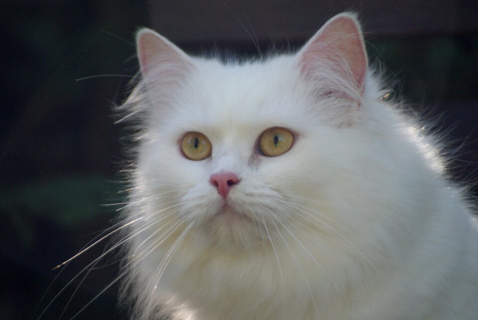 White cat german longhair cat long-haired cat