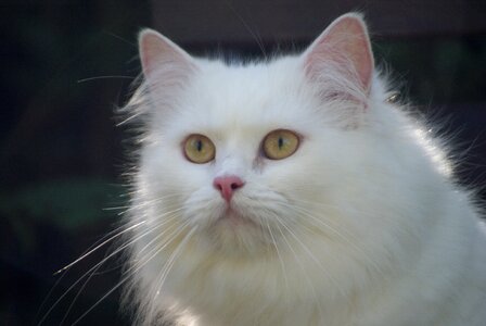 White cat german longhair cat long-haired cat