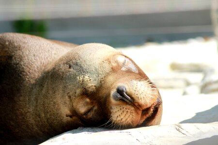 Nap zoo animal