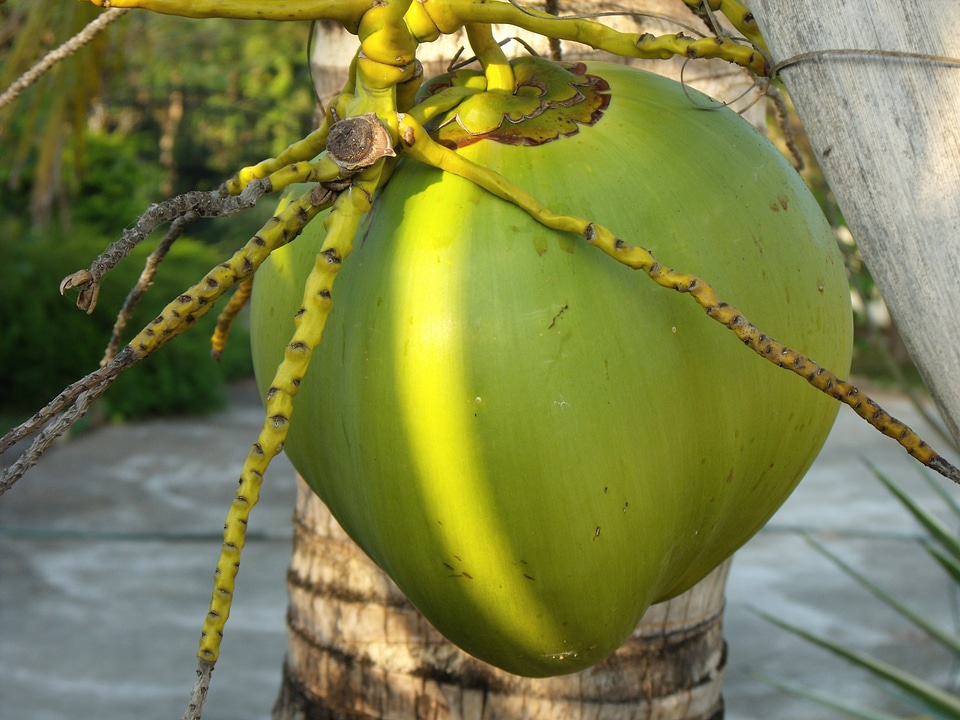 Coconut coconut tree palm