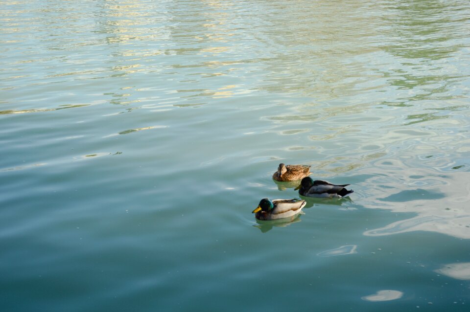 Madrid removal ducks