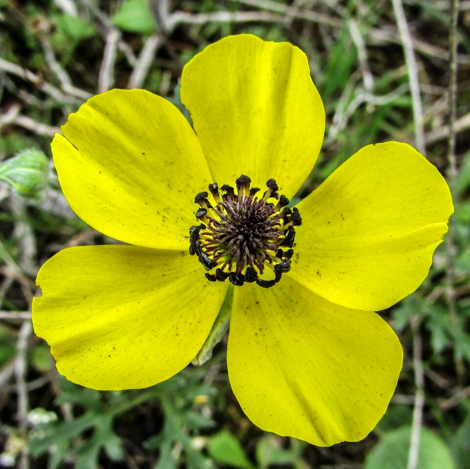 Flower yellow nature