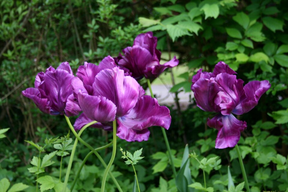 Purple spring colorful