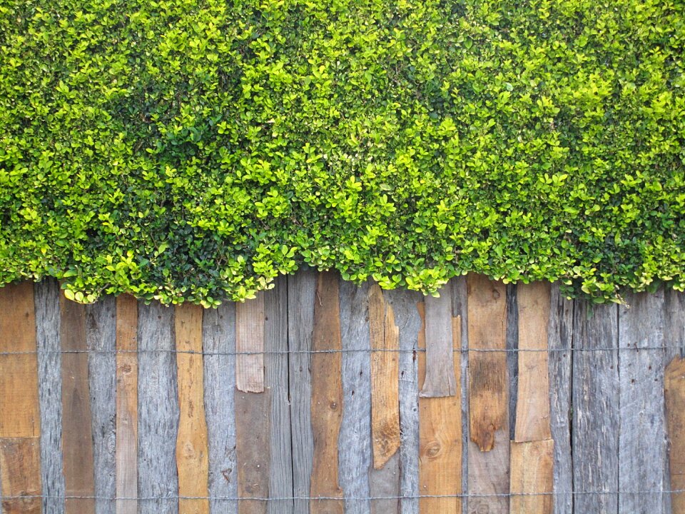 Shrub plant tables