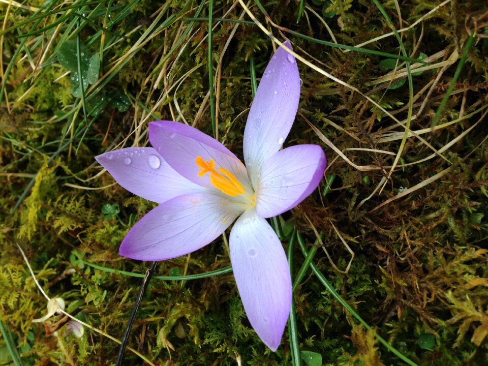 Nature purple blossom