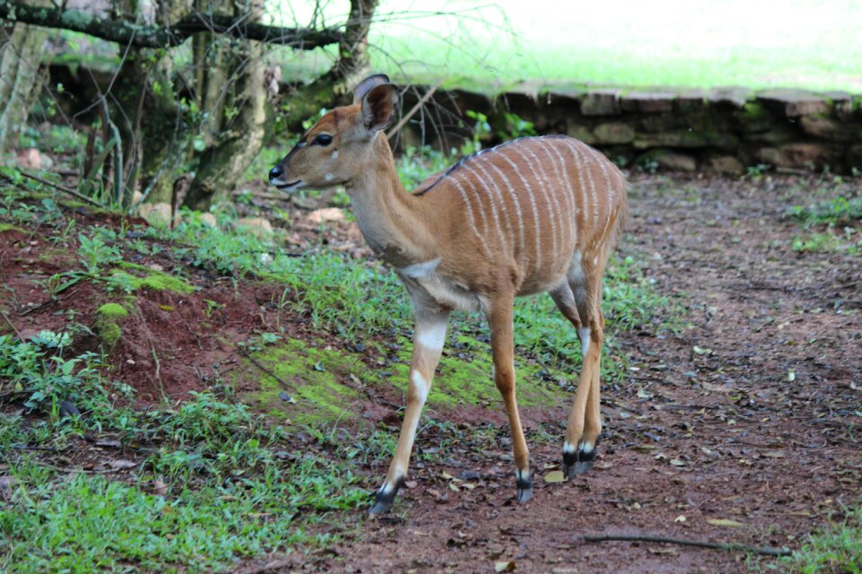 Nature wilderness fawn