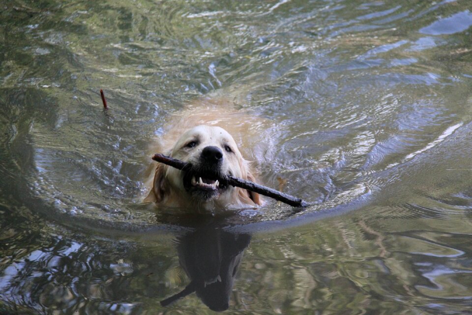 Animal big dog pet