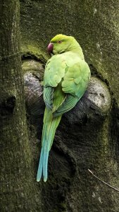 Small alexander parakeet noble parakeet needle-park