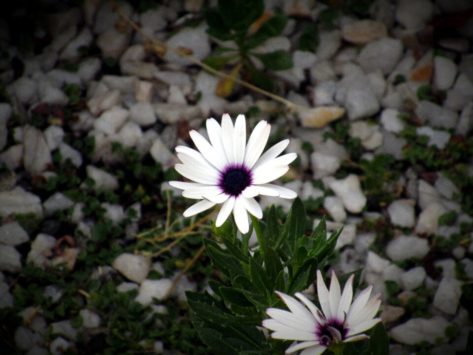 Plant nature flowers