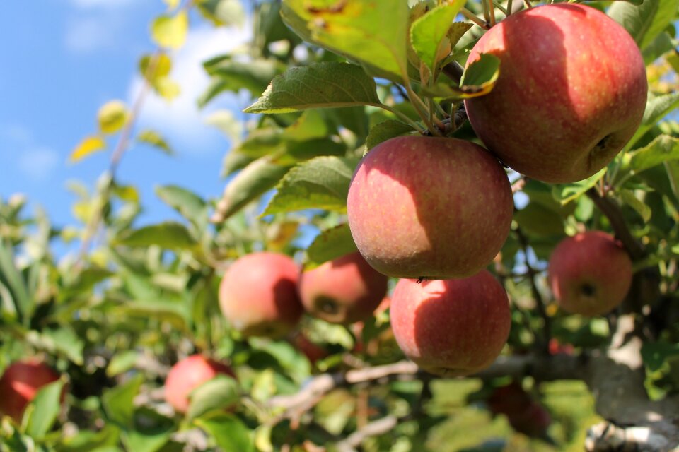 Green season fruit